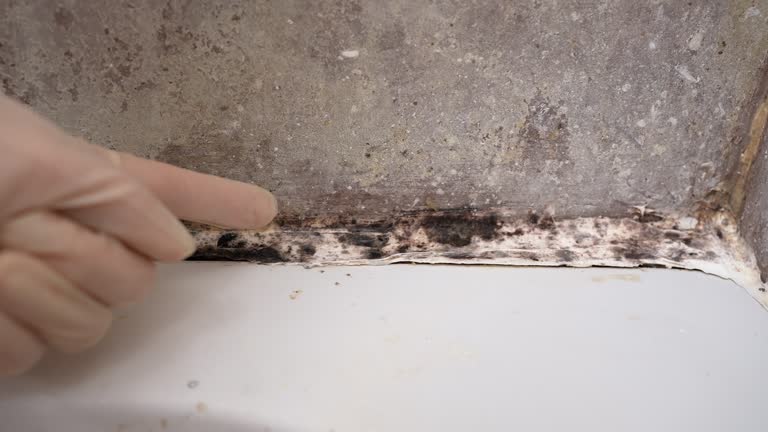 Environmental Consulting for Mold Prevention in Varnell, GA